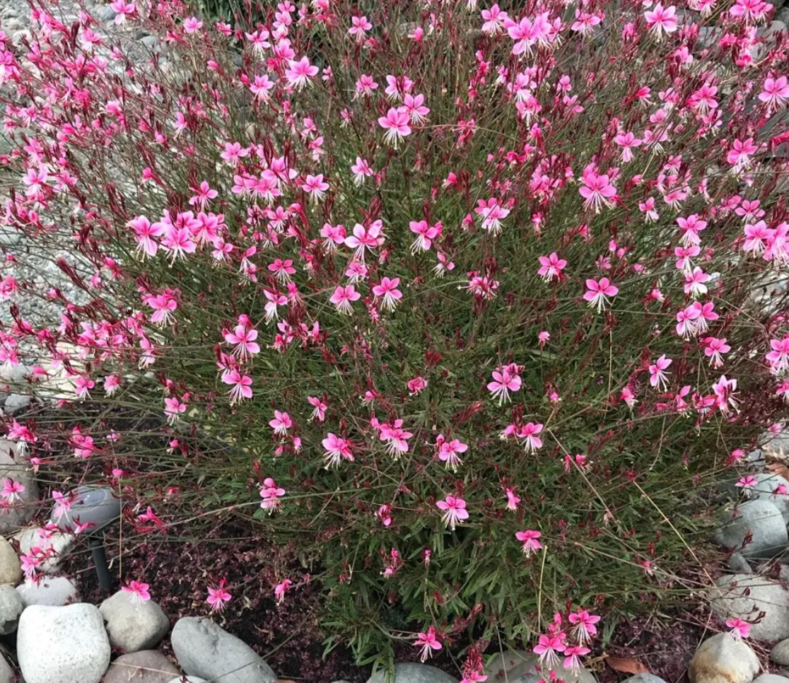 Oenothera lindheimeri --Lindheimer's Pink Beeblossom--