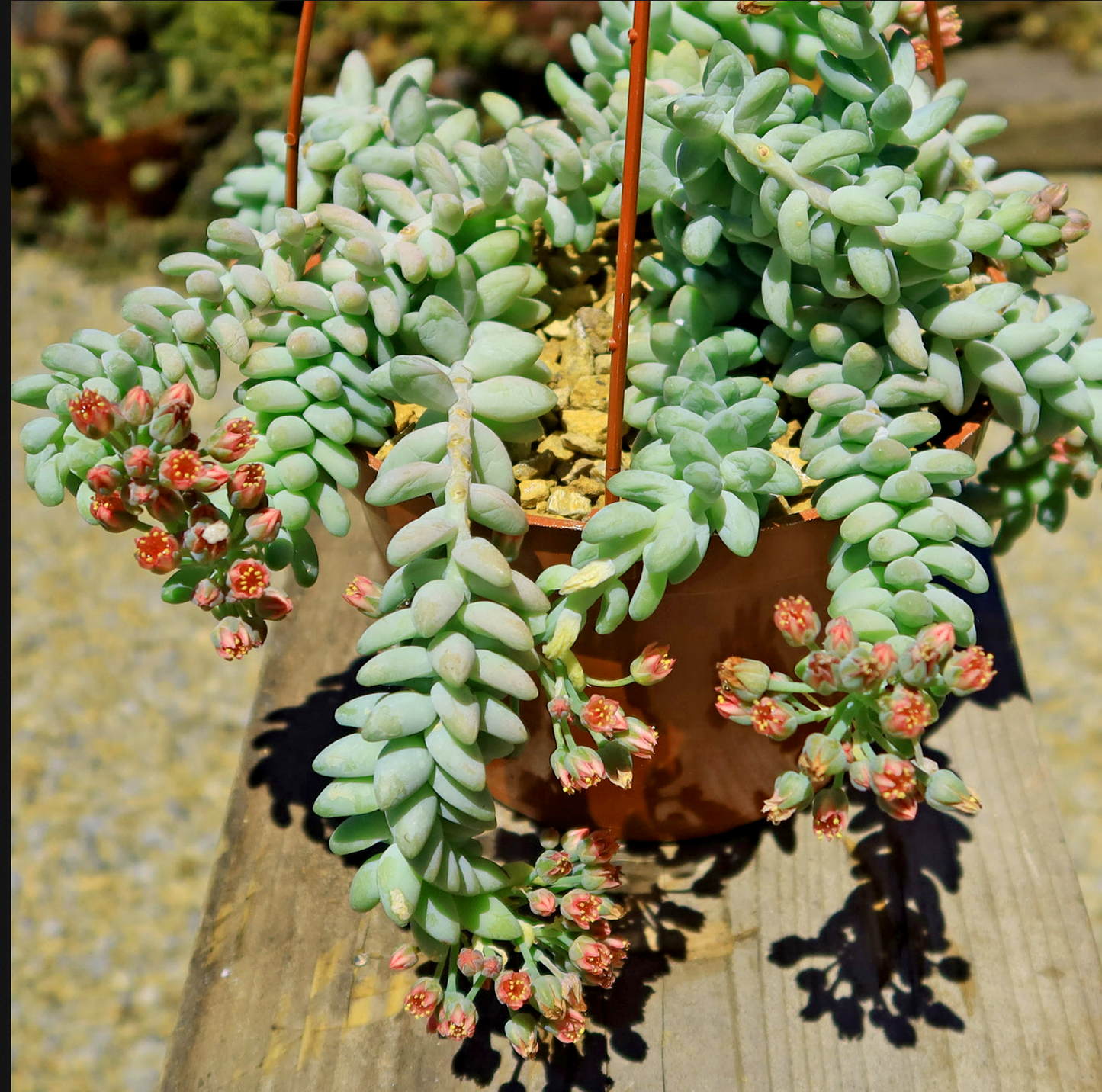 Sedum morganianum --Burro's Tail--