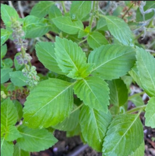 BASIL 'Holy Amrita' --Ocimum tenuiflorum 'Amrita Tulsi'--