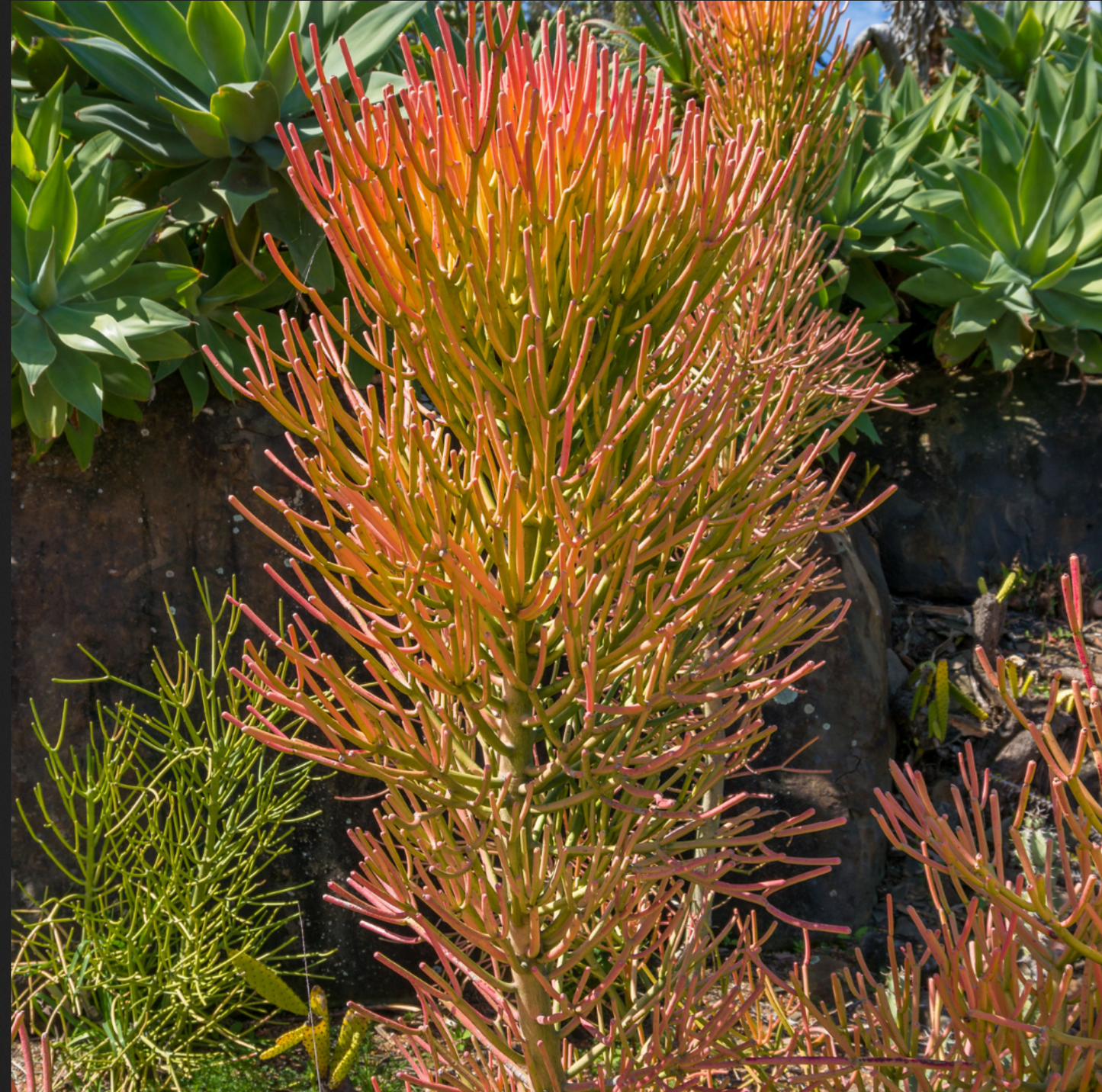Euphorbia tirucalli --Pencil Cactus--