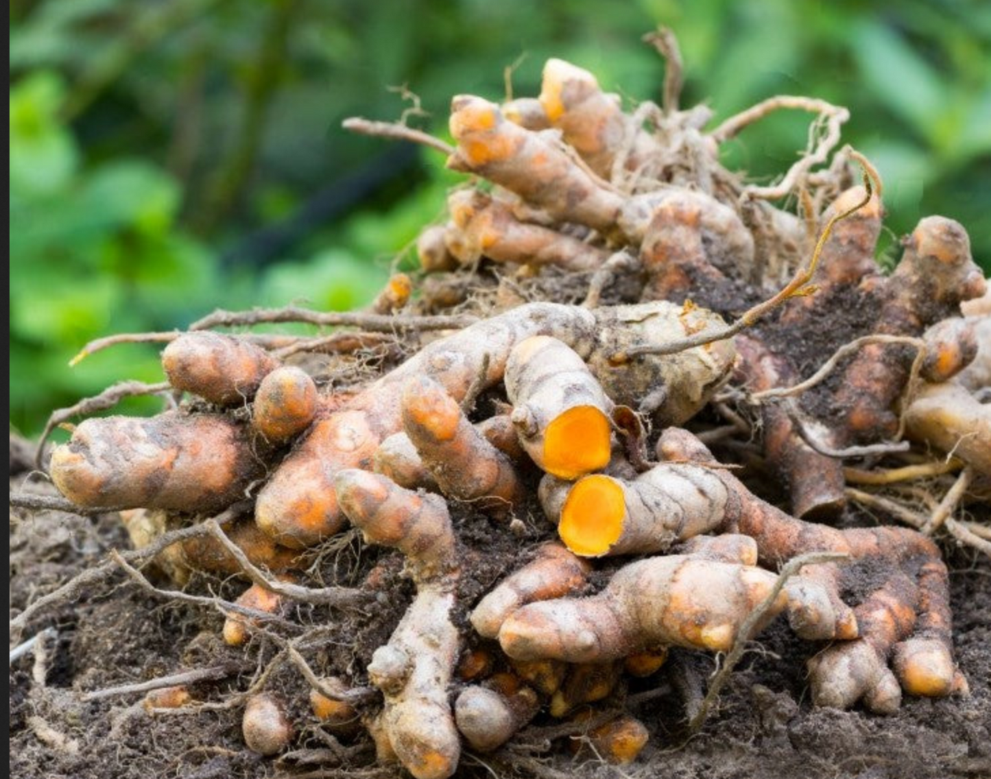 TURMERIC --Curcuma longa--