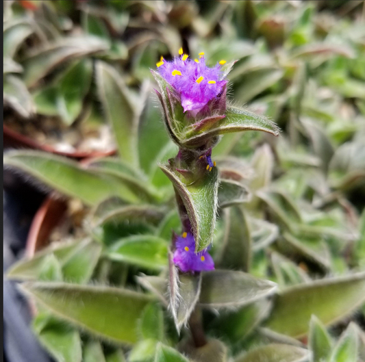 Tradescantia somaliensis --Kitten Ears Wandering Jay--