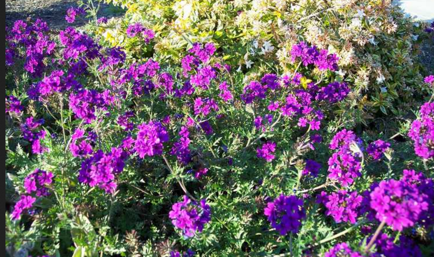 Verbena tenuisecta --Decked Out Verbena--