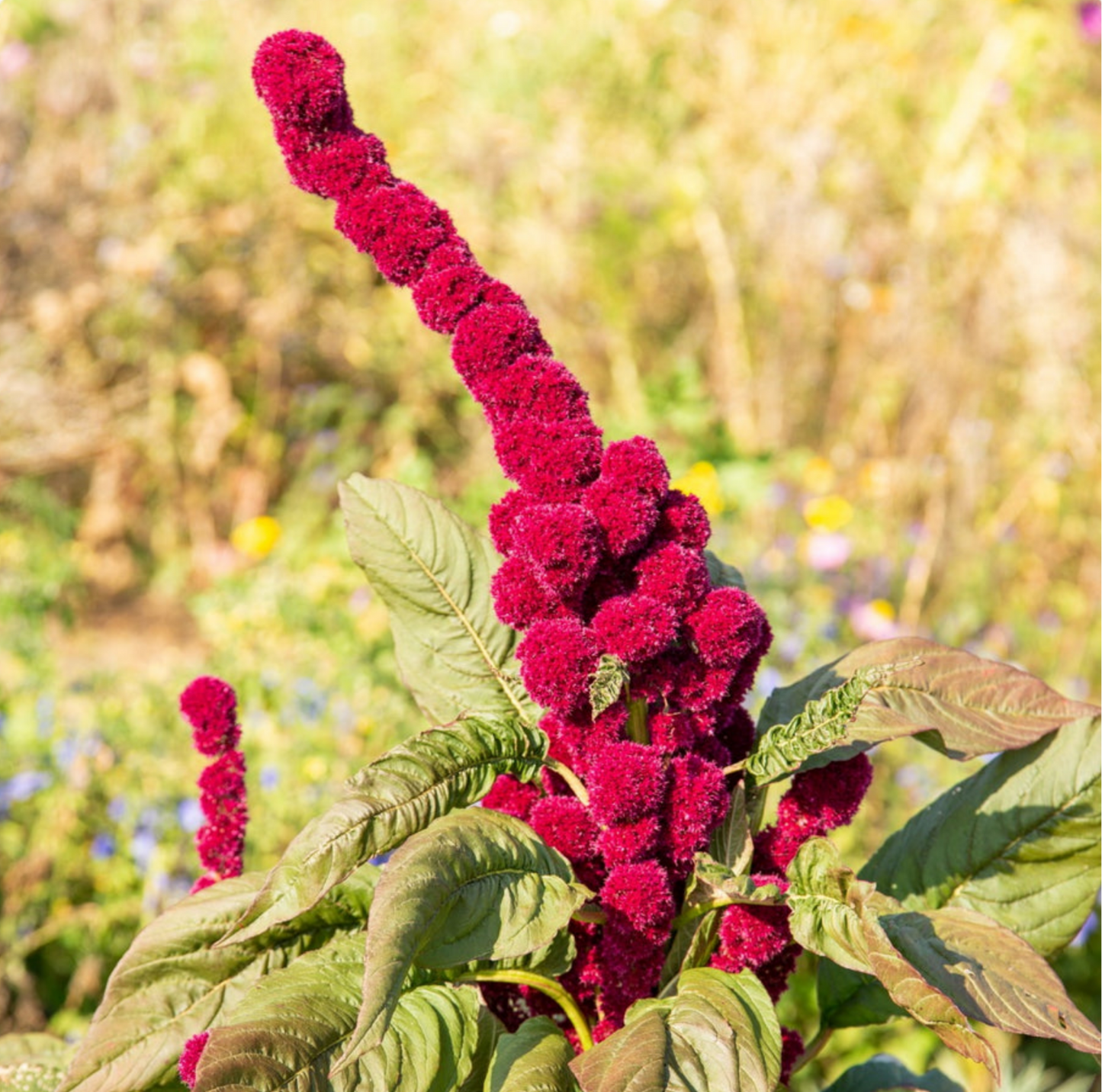 AMARANTH 'Elephant Head'