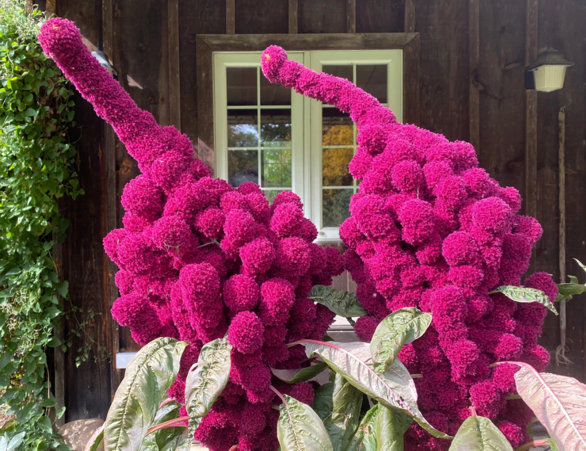 AMARANTH 'Elephant Head'
