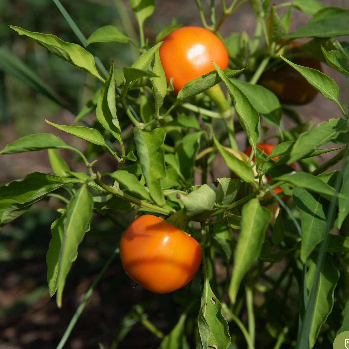 PEPPER 'Carrot Bomb'