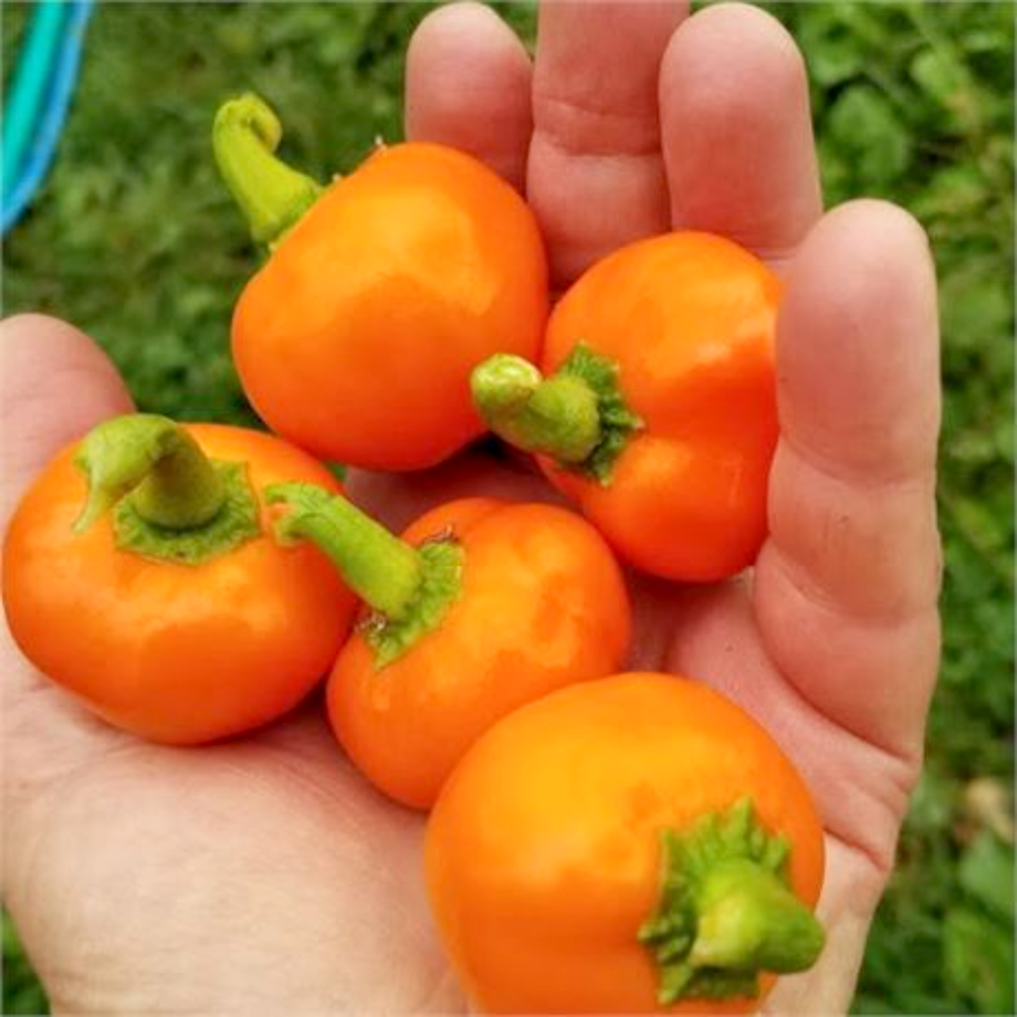 PEPPER 'Carrot Bomb'
