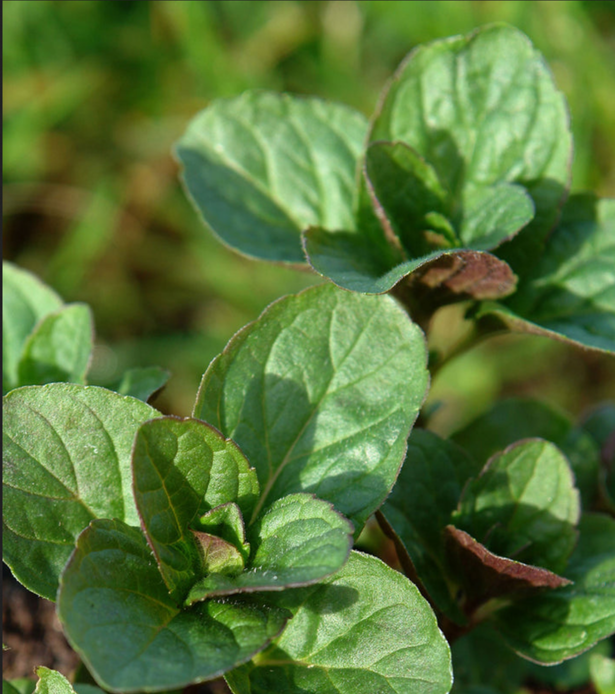MINT 'Orange' --Mentha piperita 'Citrata'--
