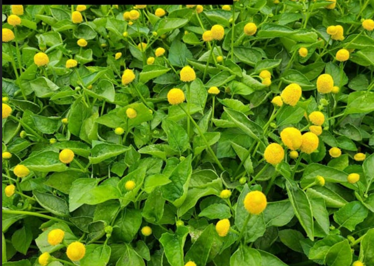 TOOTHACHE PLANT --Acmella oleracea--