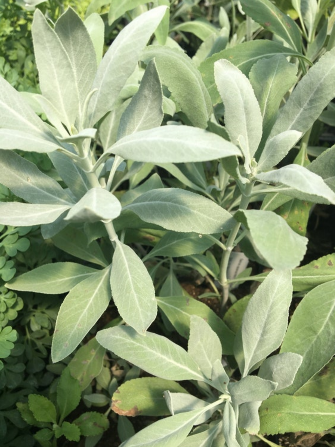 SAGE 'White' --Salvia apiana--