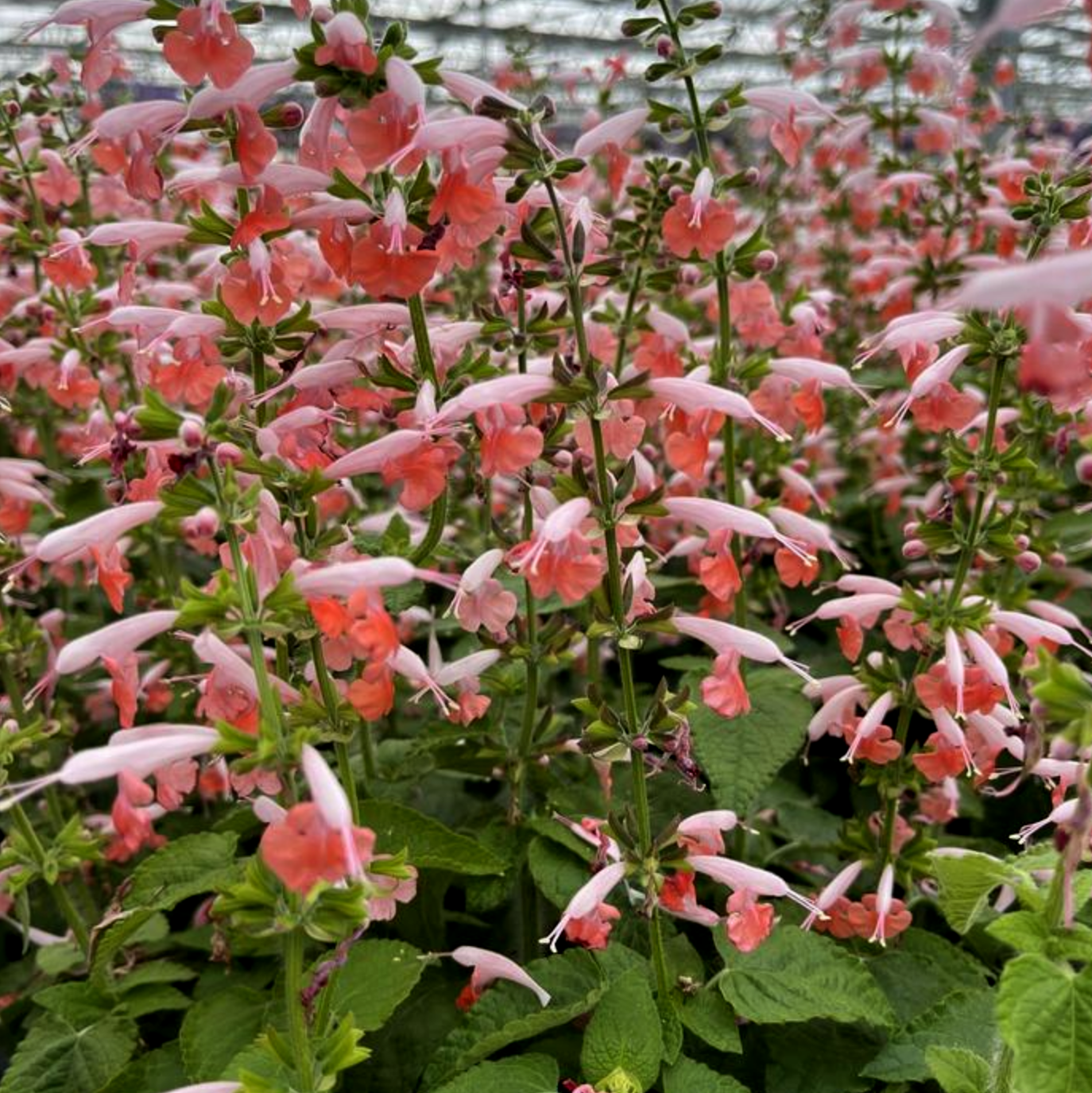 Salvia coccinea --Pink Tropical Sage--