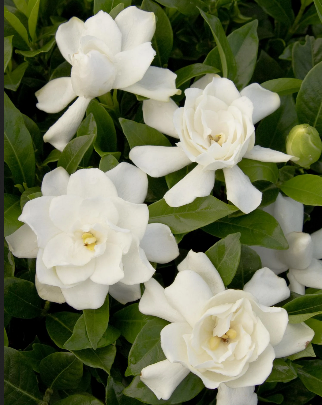 Gardenia jasminoides --August Beauty Gardenia--