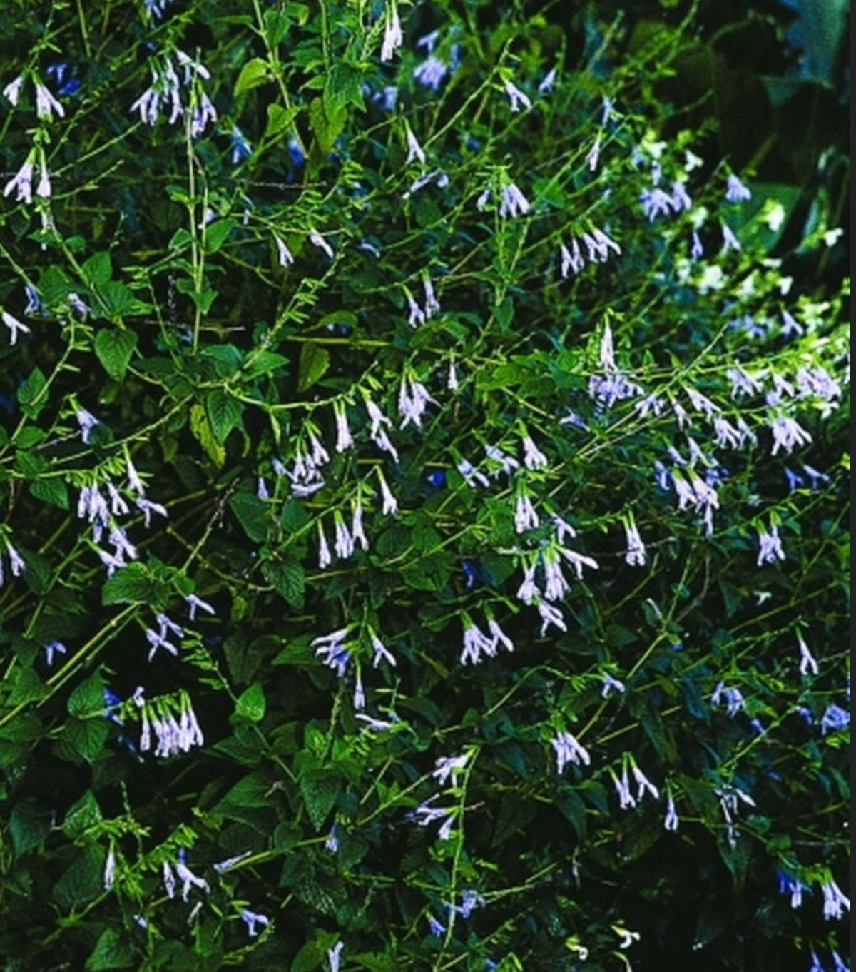 Salvia guaranitica --Argentine Skies Sage--