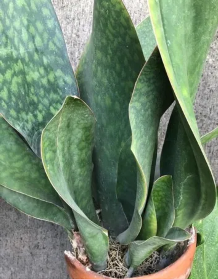 Sansevieria masoniana --Whale Fin Snake Plant--