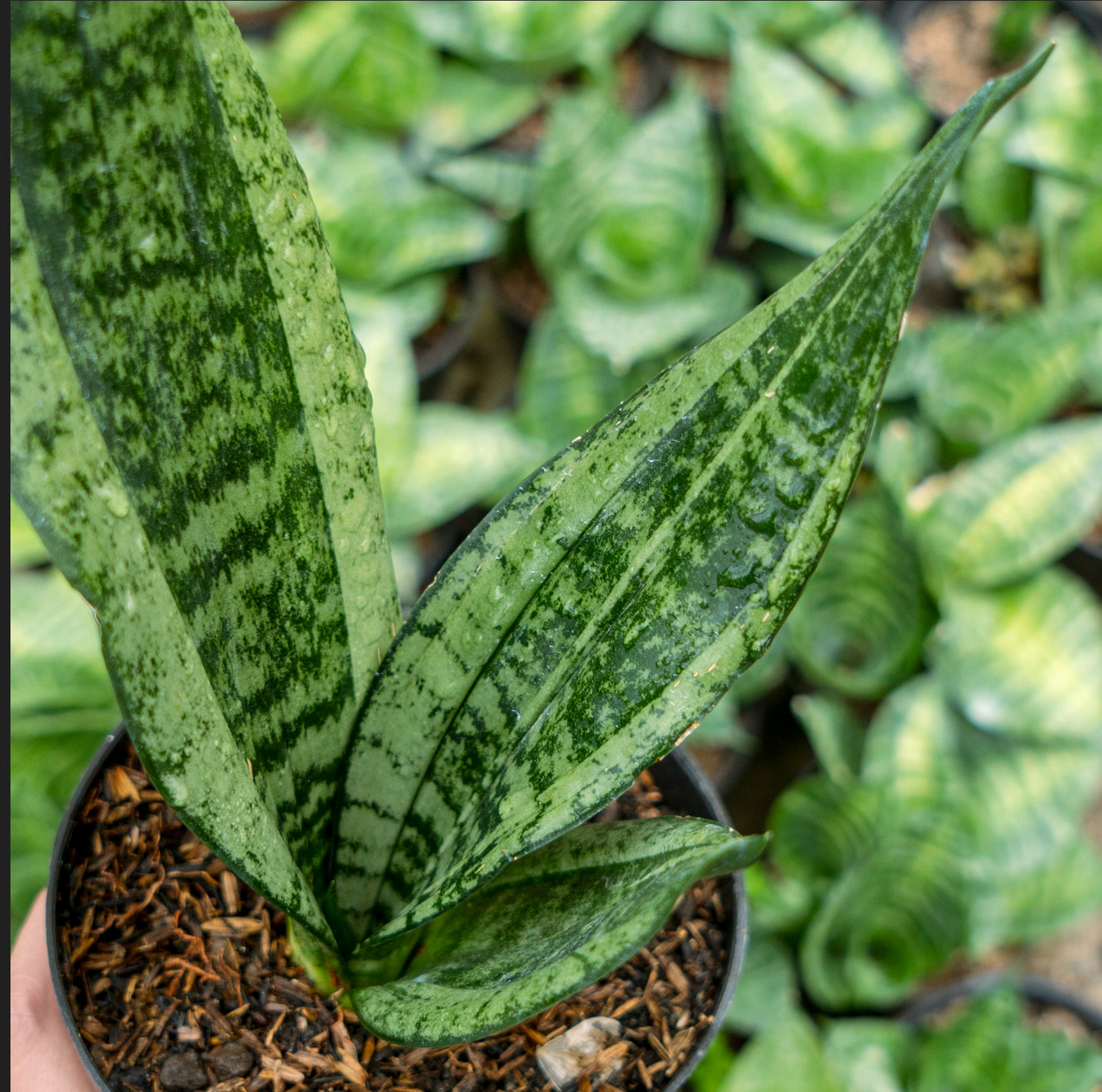 Sansevieria trifasciata --Whitney Snake Plant--