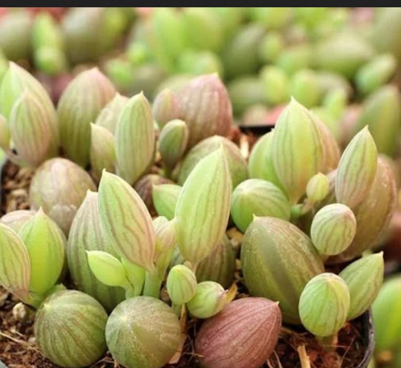 Senecio herreianus --String of Watermelons--