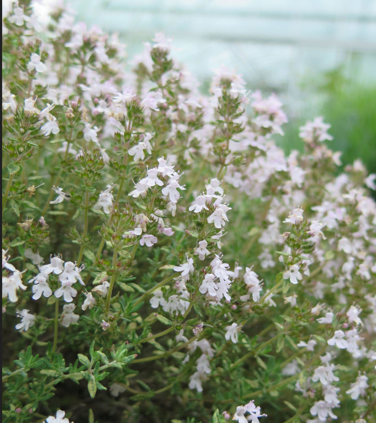 THYME 'Orange' --Thymus fragrantissimus--