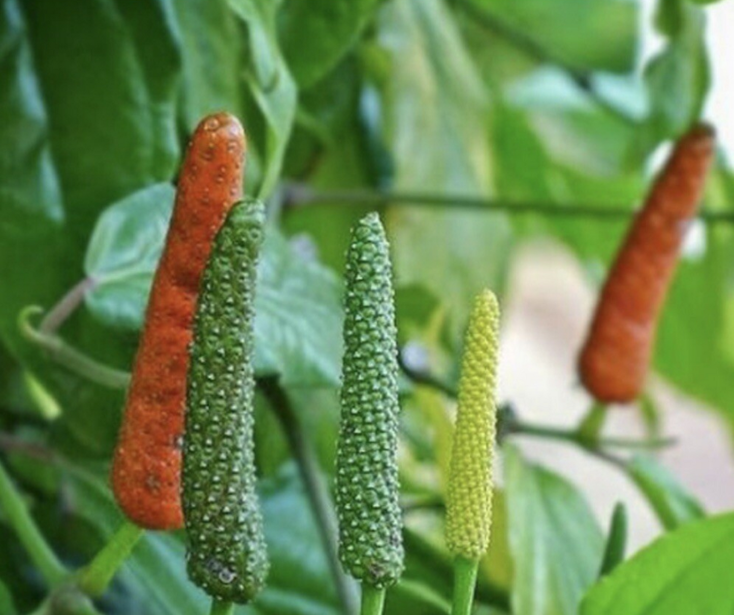 BALINESE LONG PEPPER --Piper retrofactum--