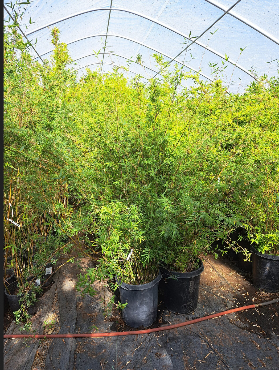 Bambusa multiplex 'Riviereorum' --Chinese Goddess Clumping Bamboo--