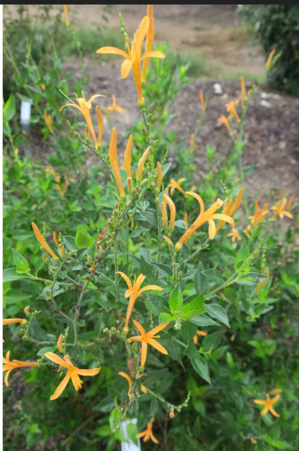 Anisacanthus quadrifidus var. wrightii --Texas Orange Acanthus--