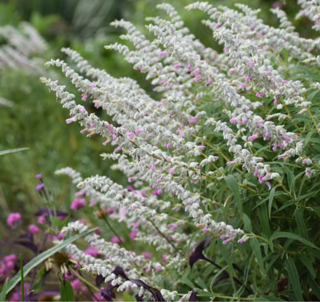 Salvia leucantha 'Danielle's Dream' --Mexican Bush Pink Sage--