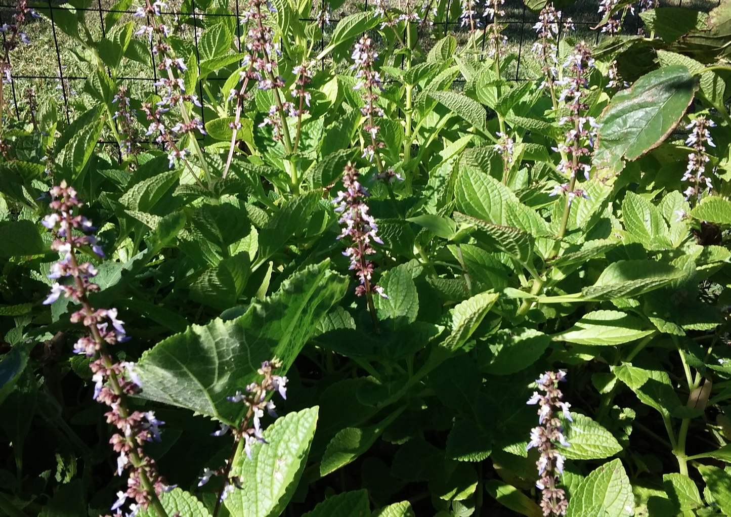 AFRICAN POTATO MINT --Plectranthus bellus--