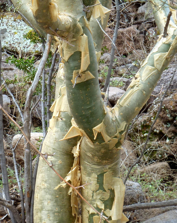 FRANKINCENSE 'Mexican' --Bursera fagaroides--
