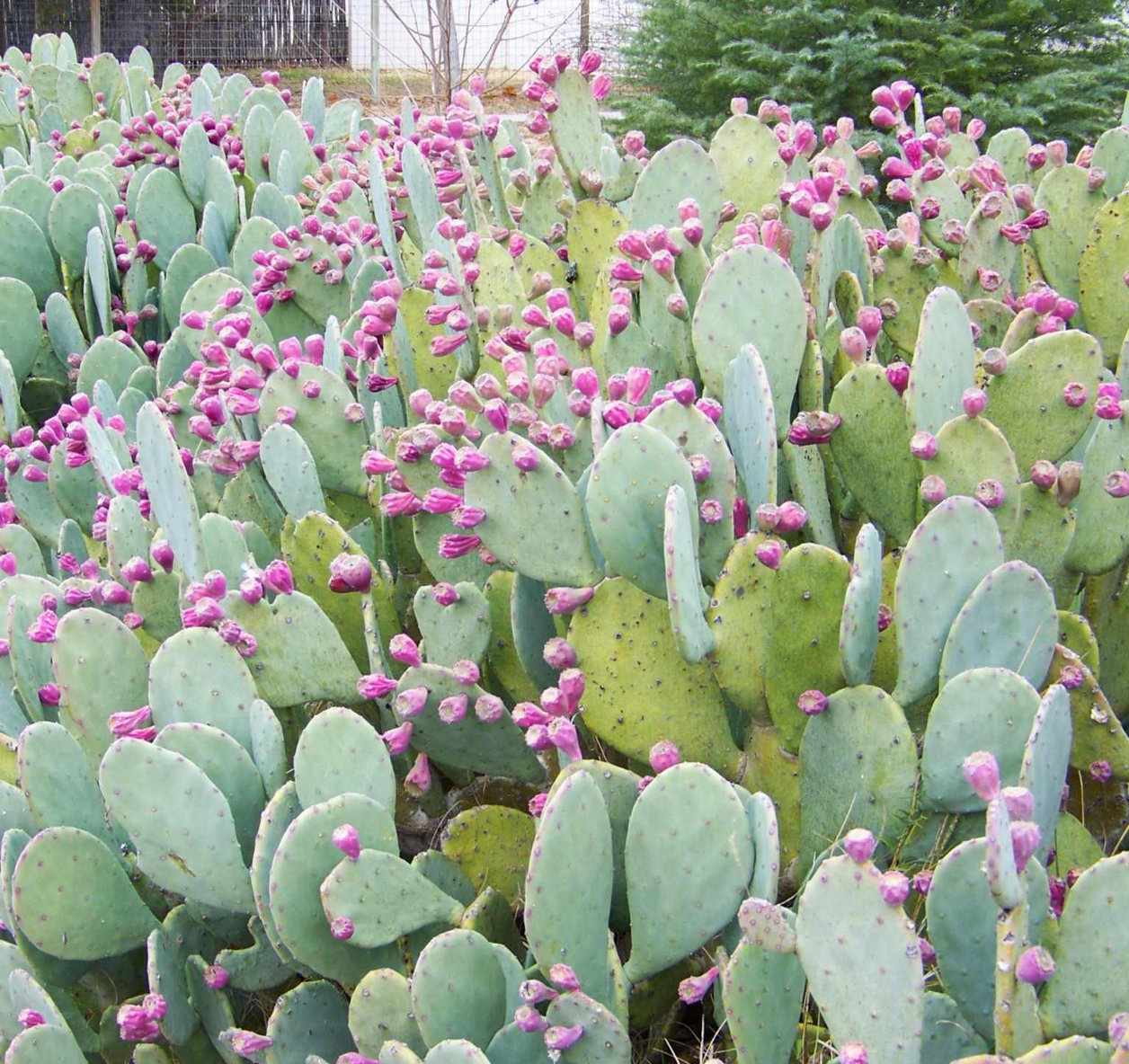 NOPALES 'Green' --Opuntia cacanapa--