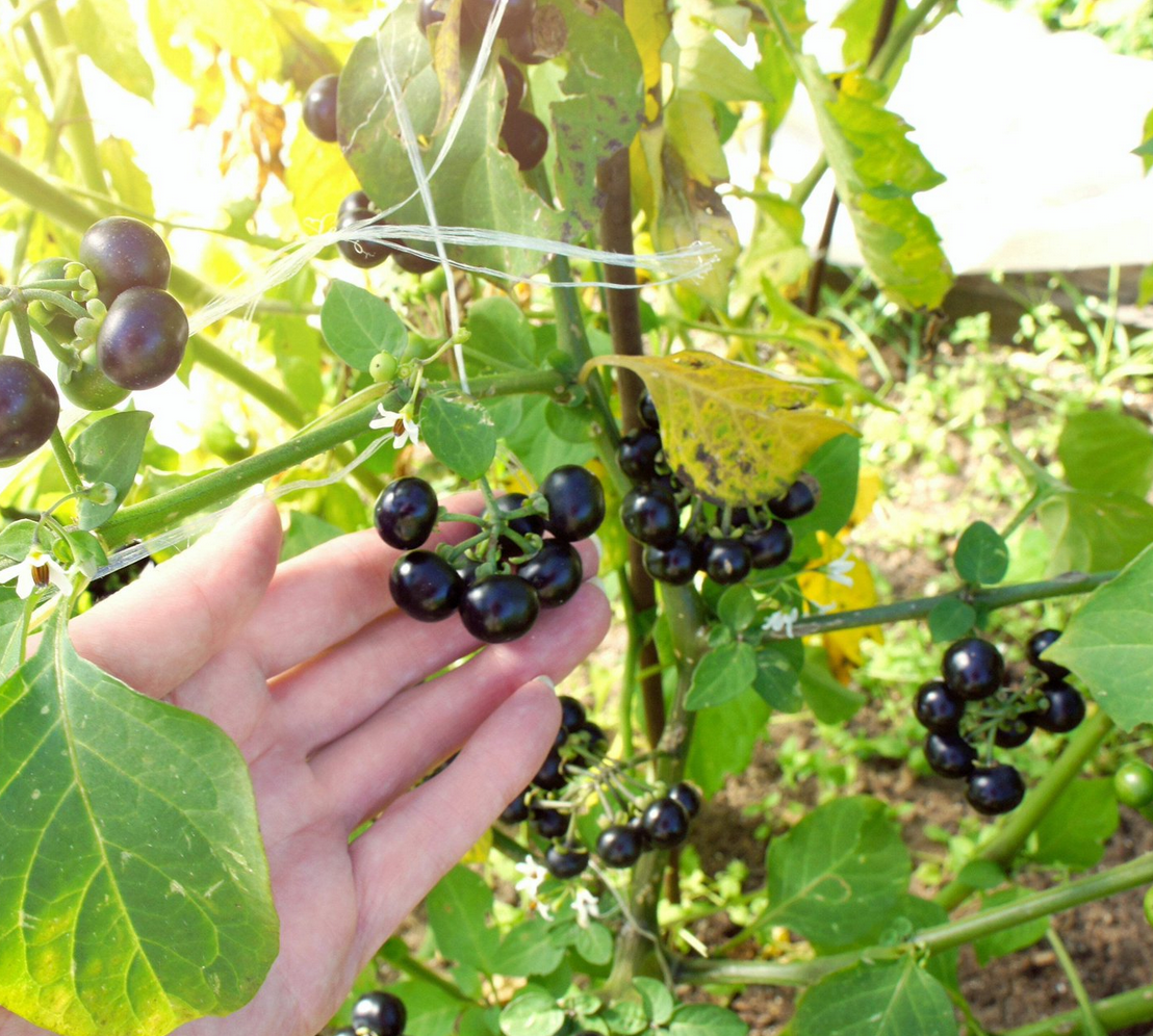 WONDERBERRY --Solanum burbankii--