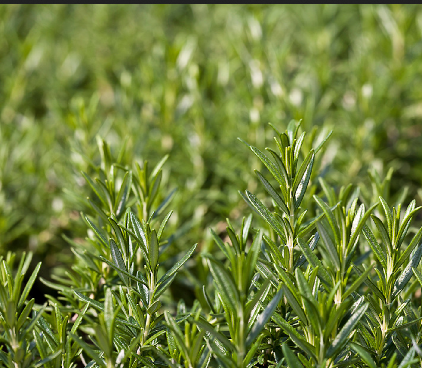 ROSEMARY 'Rex' --Rosmarinus officinalis--