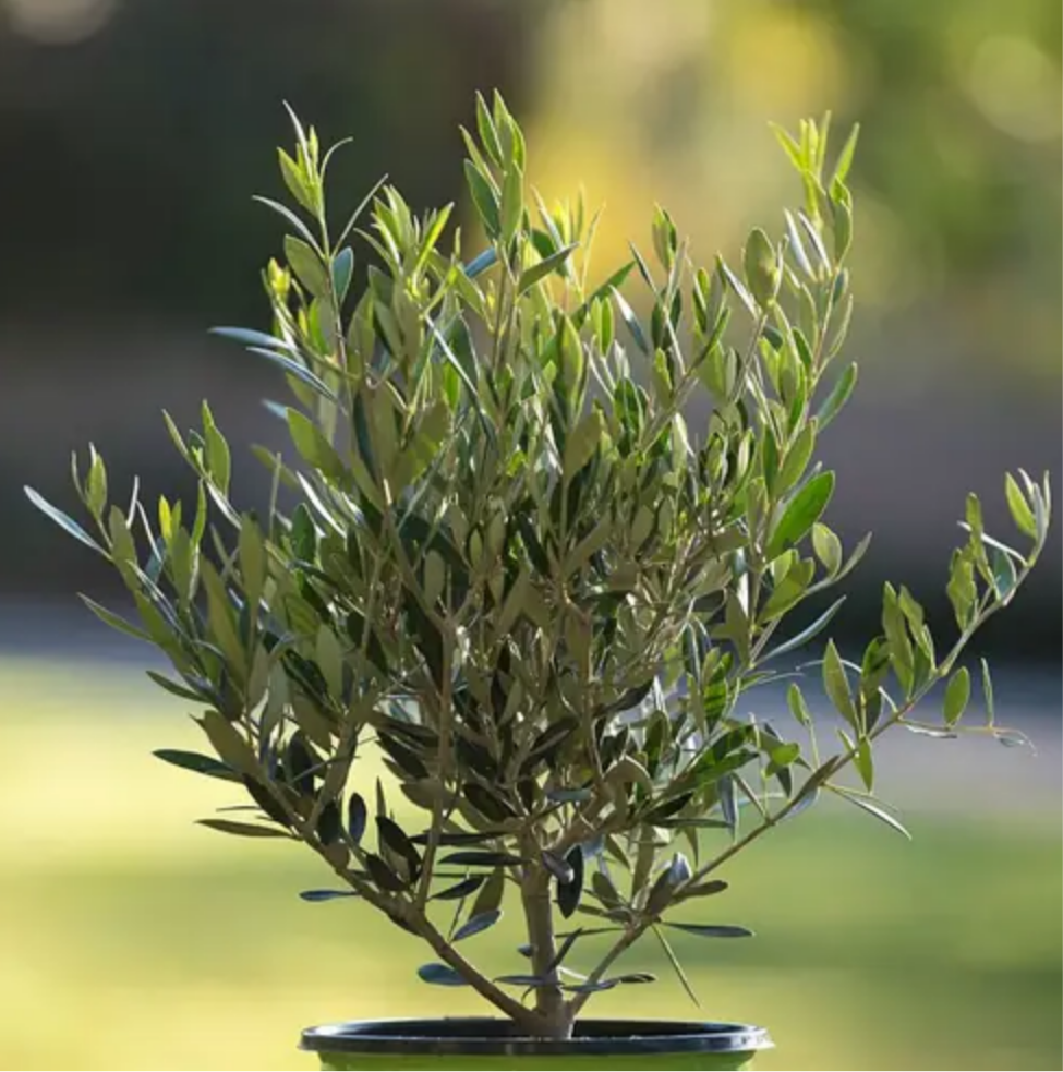 OLIVE 'European' --Olea europaea 'Arbequina'--