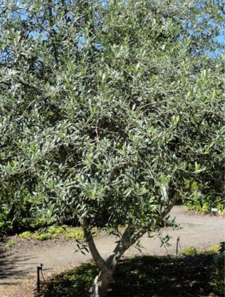 OLIVE 'European' --Olea europaea 'Arbequina'--