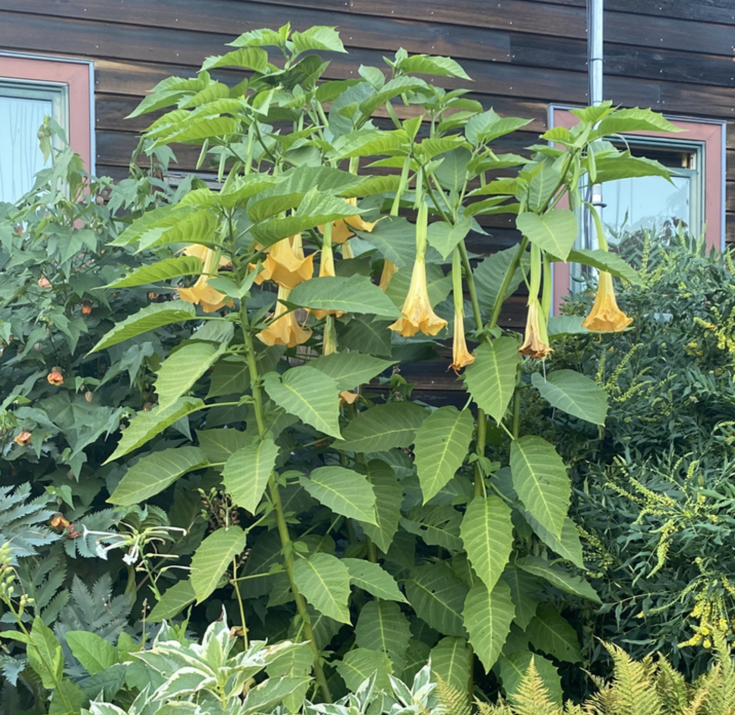 ANGEL TRUMPET 'Charles Grimaldi' --Brugmansia x. cubensis--