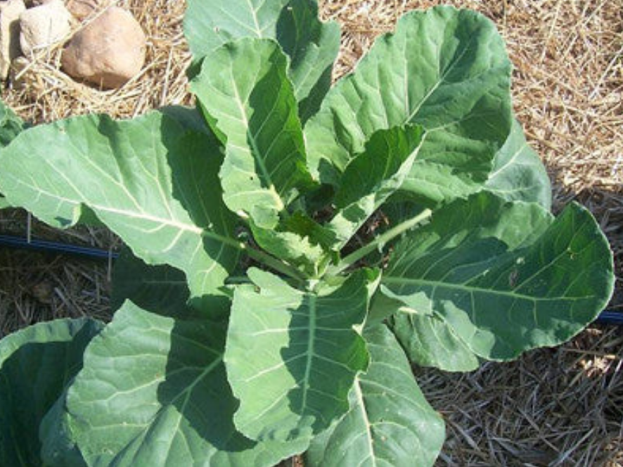 COLLARDS 'Georgia Green'