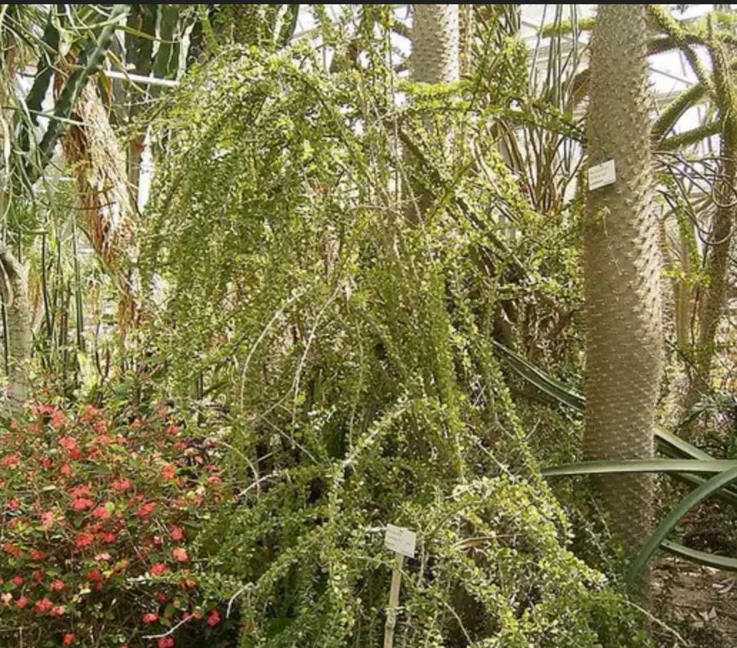 Alluaudia humbertii