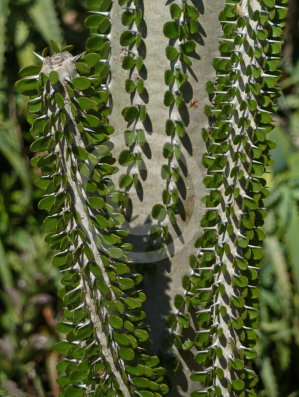 Alluaudia humbertii