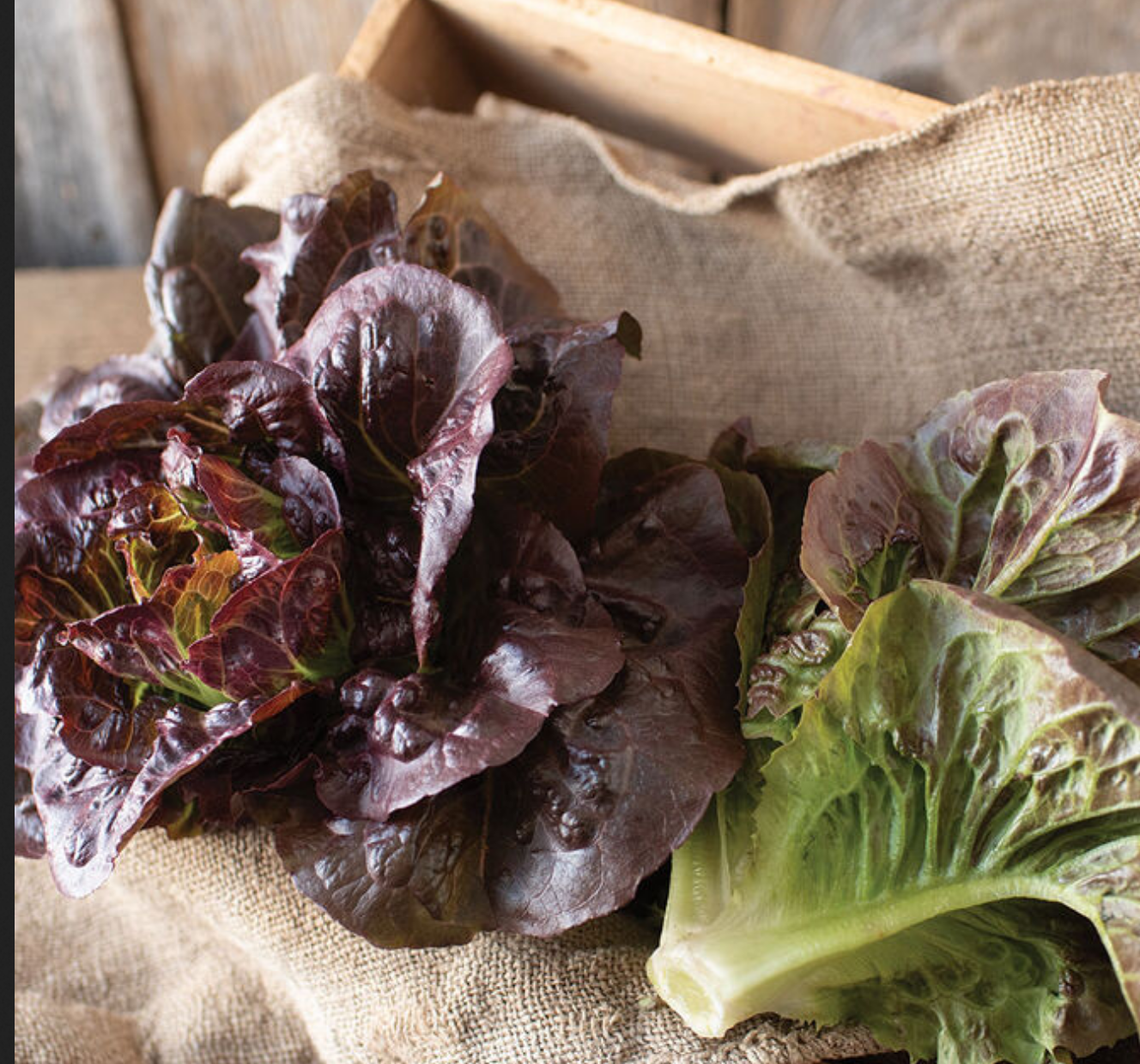 LETTUCE 'Pomegranate Crunch'