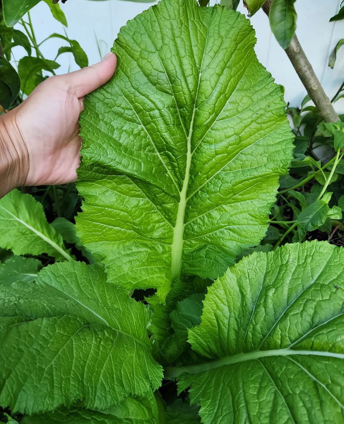 MUSTARD GREENS 'Florida Broadleaf'