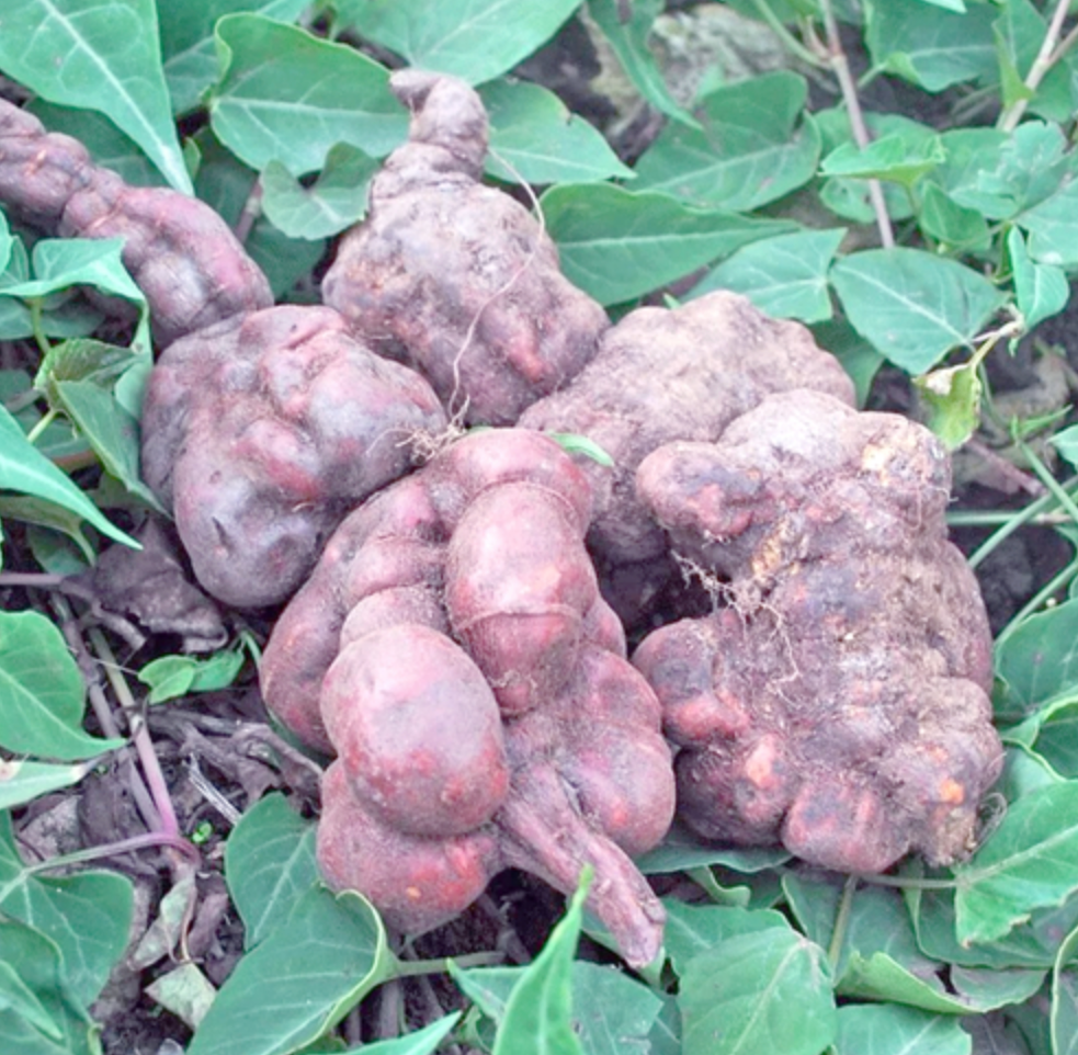 FO-TI --Polygonum multiforum--