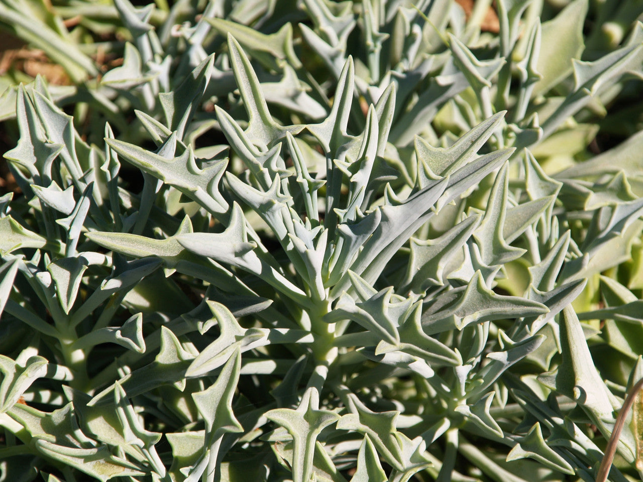 Senecio kleiniiformis --Spear Head--