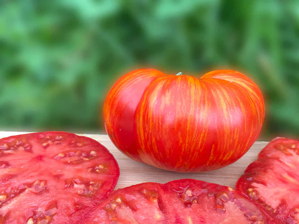 TOMATO 'Solar Flare'