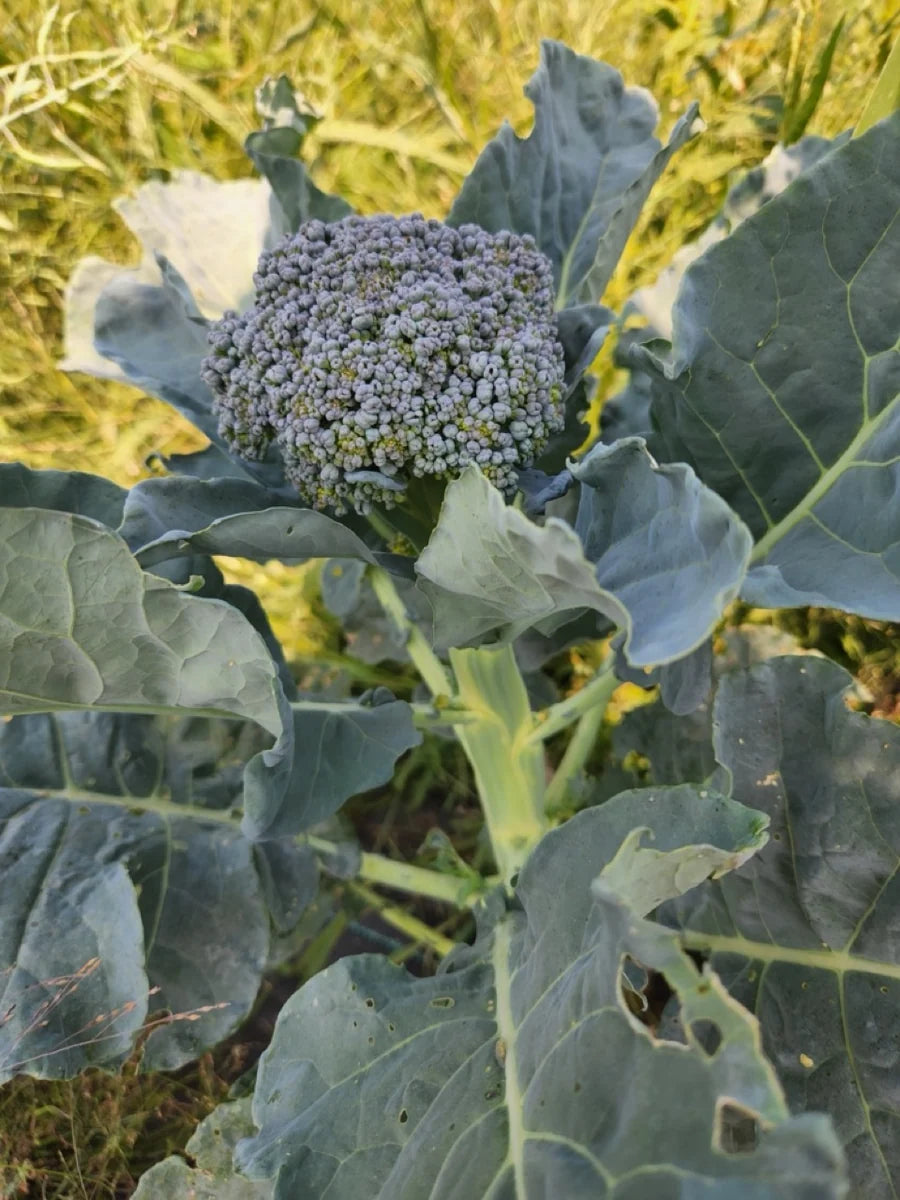 BROCCOLI 'Solstice'
