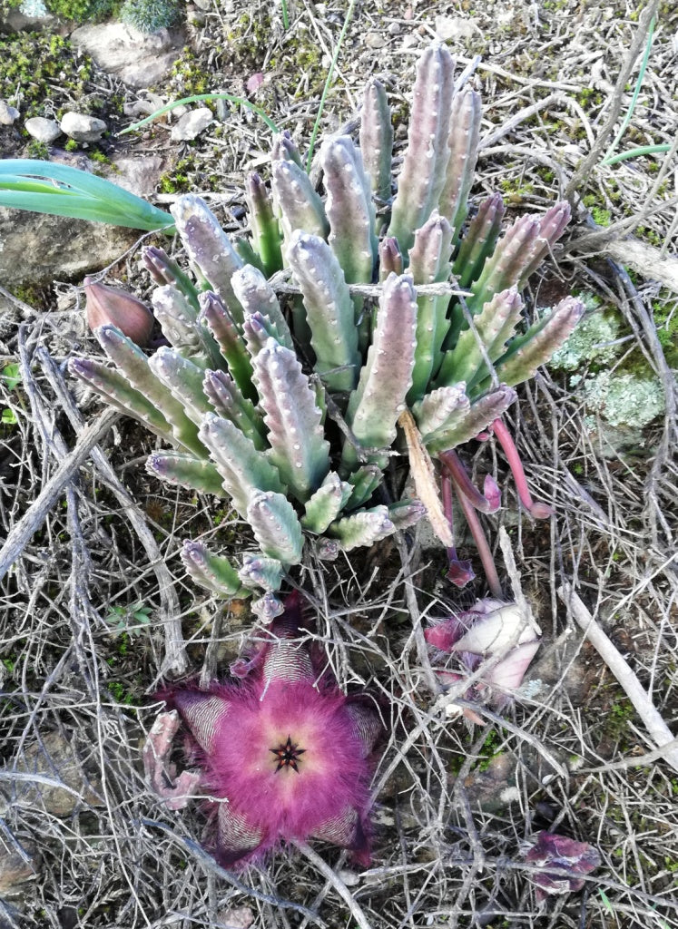 Stapelia hirsuta --Starfish flower--
