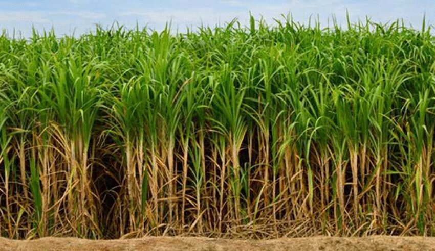 SUGAR CANE --Saccharum officinarum--