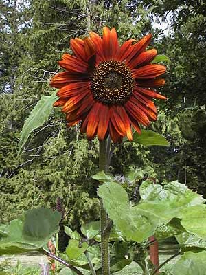 SUNFLOWER 'Velvet Queen'