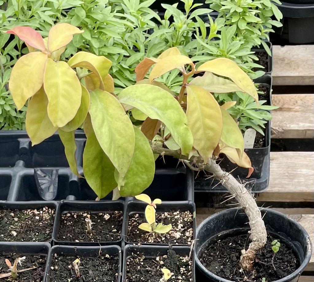 GOOSEBERRY 'Barbados' --Pereskia aculeata 'Godseffiana'--