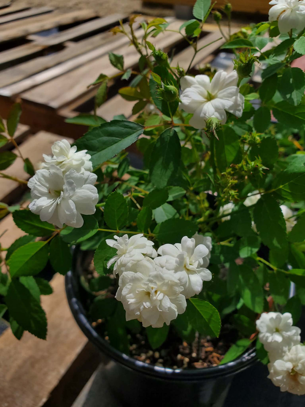 Rosa chinensis v. minima --White Clusters Double Rose--