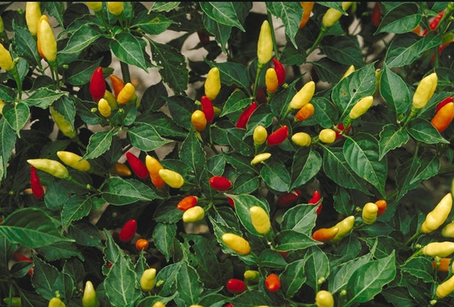 PEPPER 'Tabasco' --Capsicum frutescens--