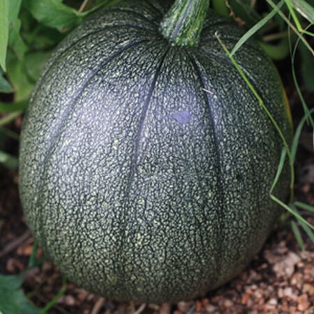 SQUASH 'Tatume'