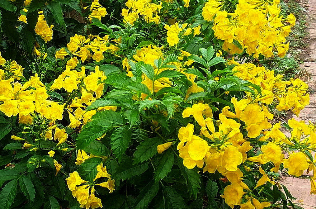 yellow flowering plants for pots Tecoma stans 'Nana' --Dwarf Yellow Bells Es